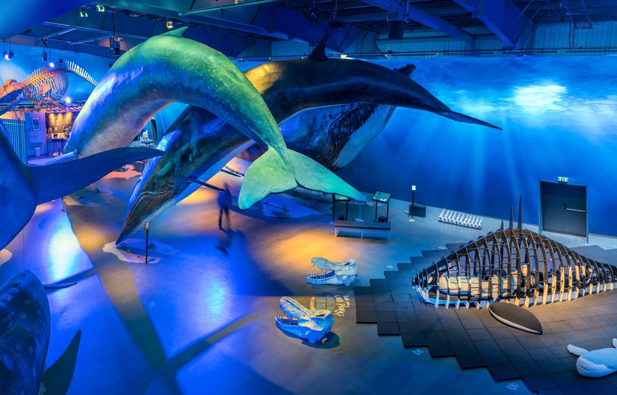 Hvalasafnið / Whales of Iceland image