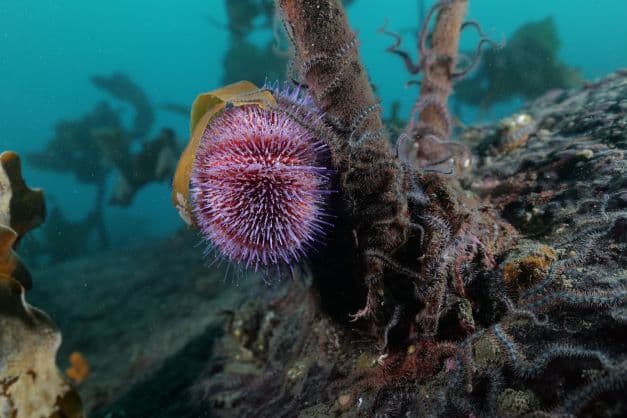 Maríglar og skollakoppar – Skapandi smiðja image